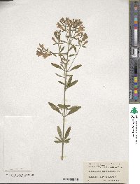 Scutellaria integrifolia image