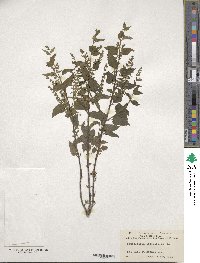 Scutellaria integrifolia image