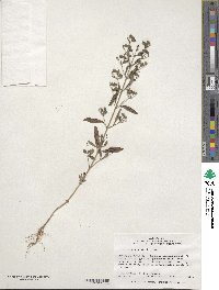 Trichostema dichotomum image