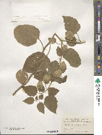 Physalis heterophylla image