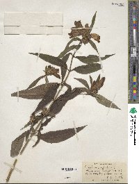 Image of Chelone glabra