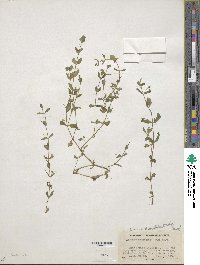 Lindernia dubia image