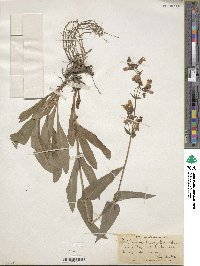 Penstemon laevigatus image