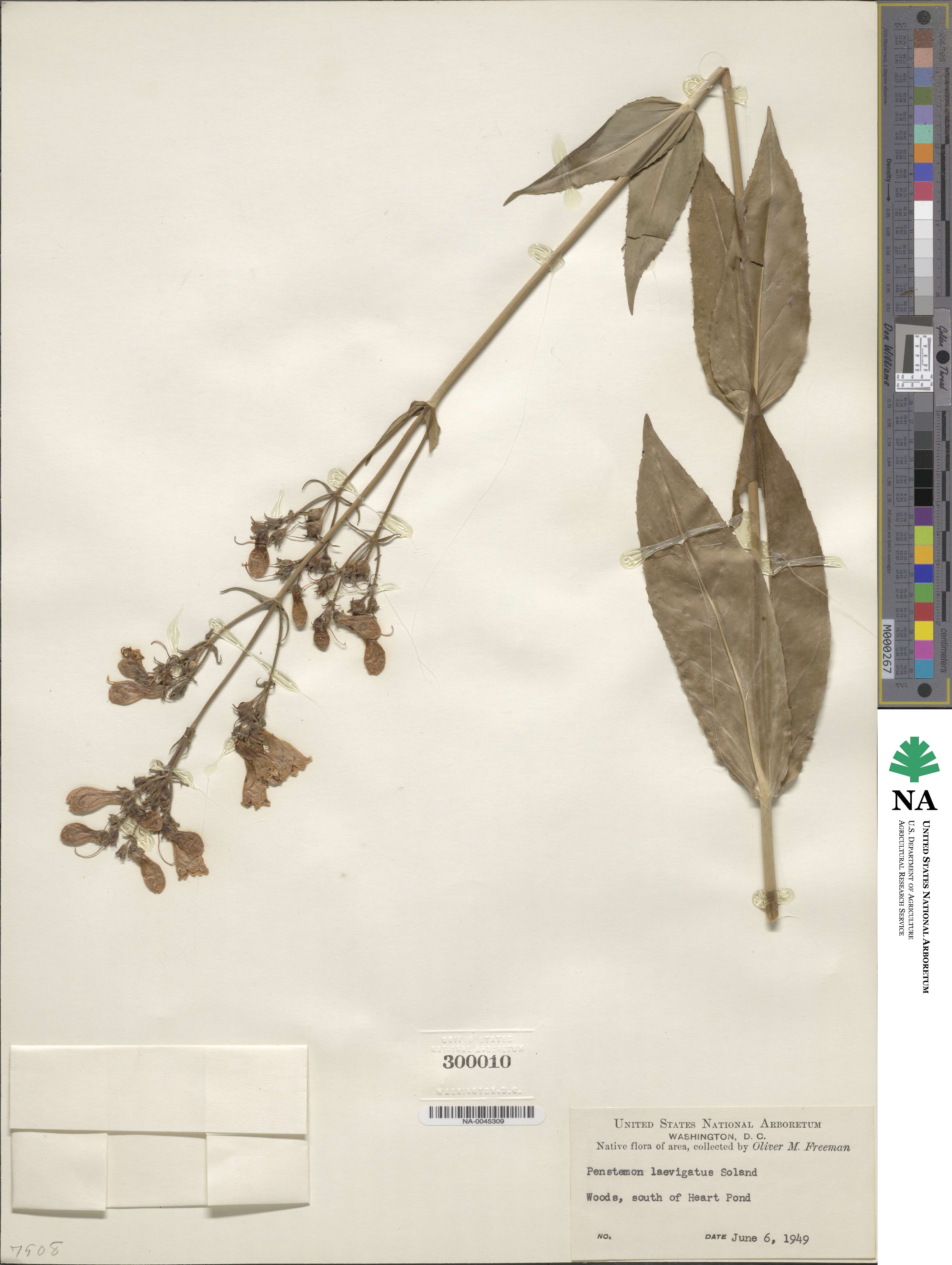 Penstemon laevigatus image