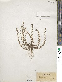 Veronica arvensis image