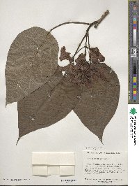 Catalpa bignonioides image