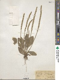 Plantago virginica image