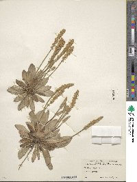 Plantago virginica image