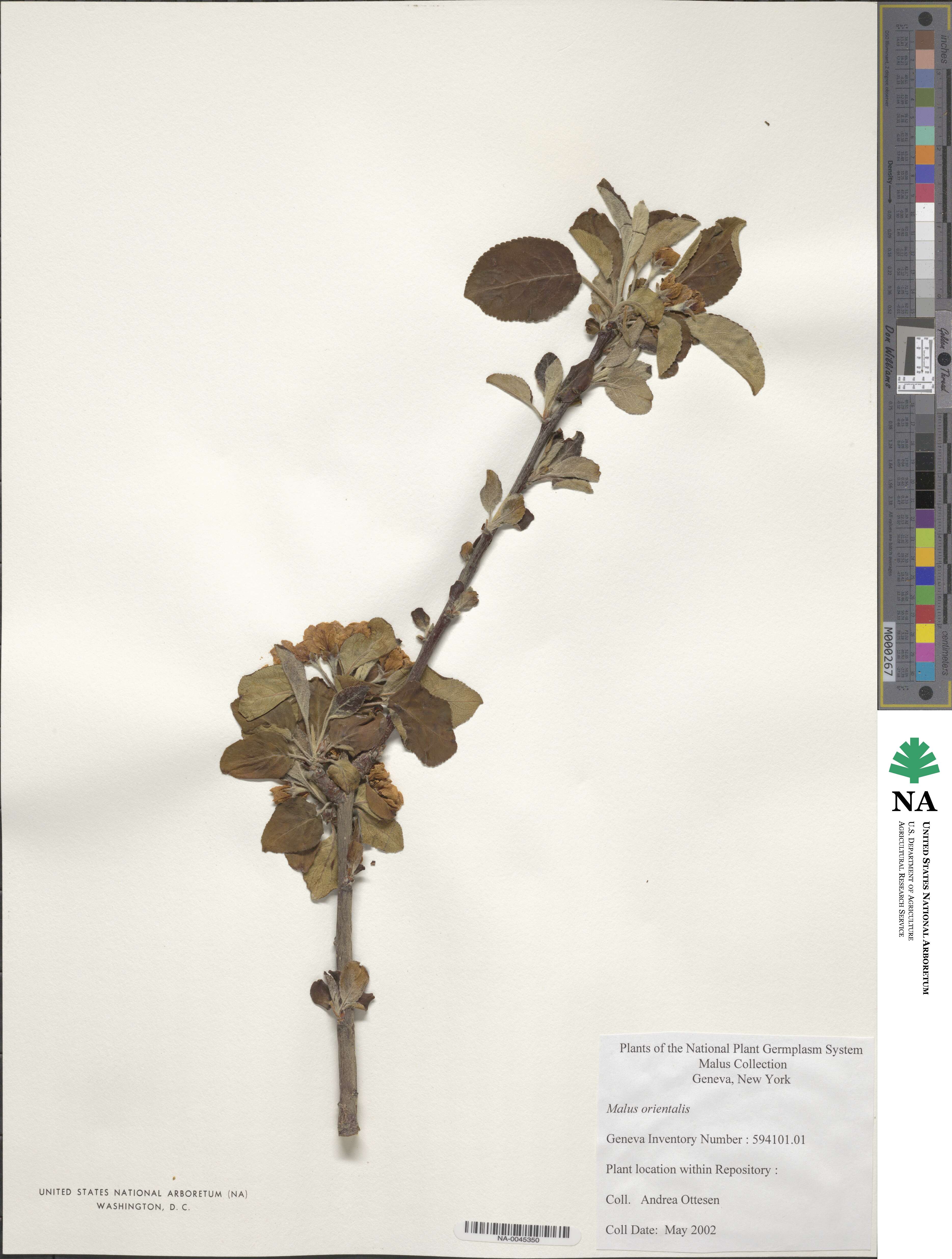 Malus sylvestris image