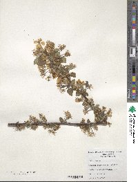 Malus sylvestris subsp. orientalis image