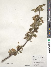 Malus sylvestris subsp. orientalis image