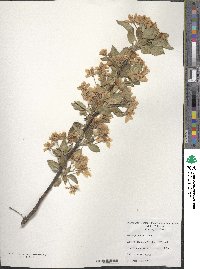 Malus prunifolia image