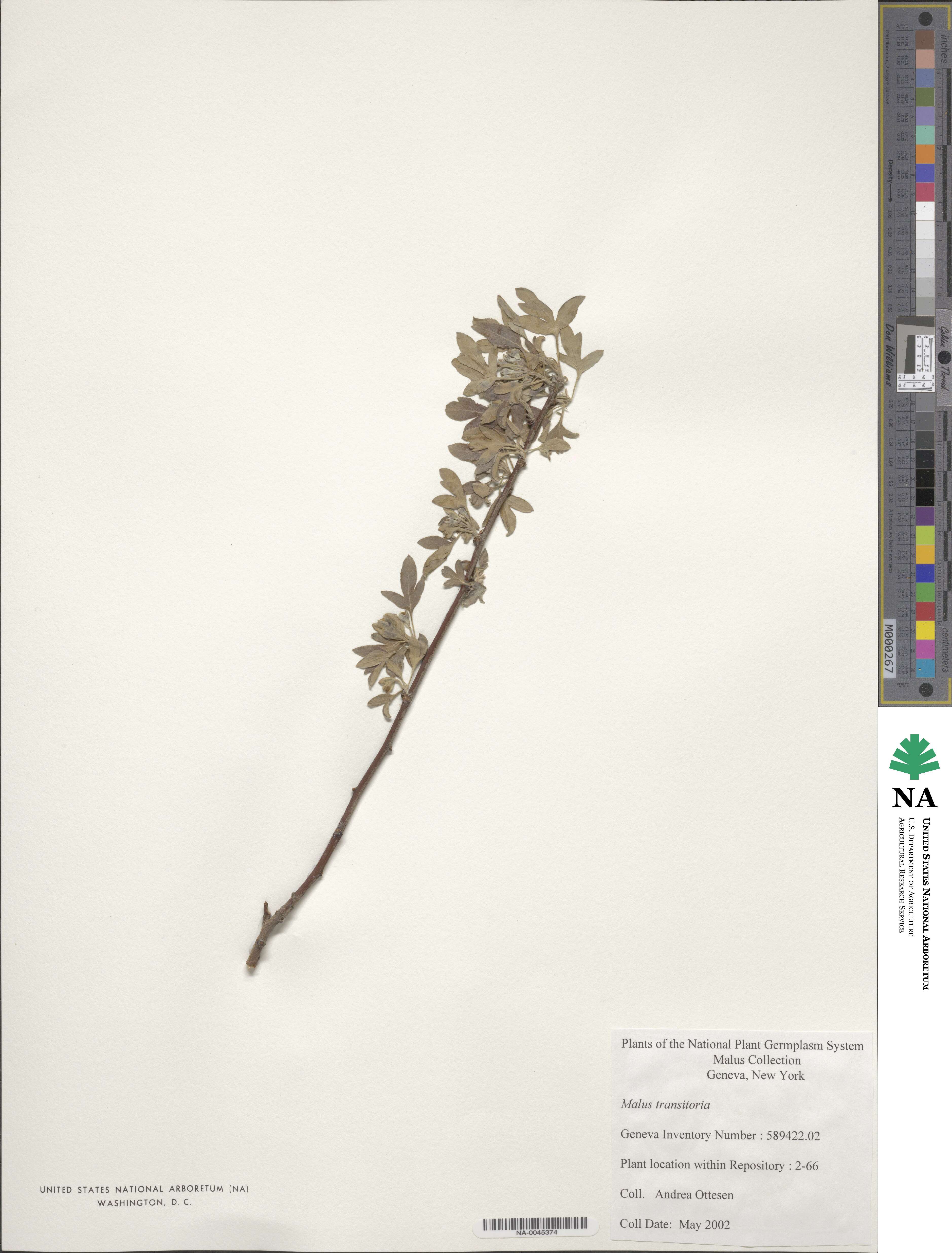 Malus transitoria image