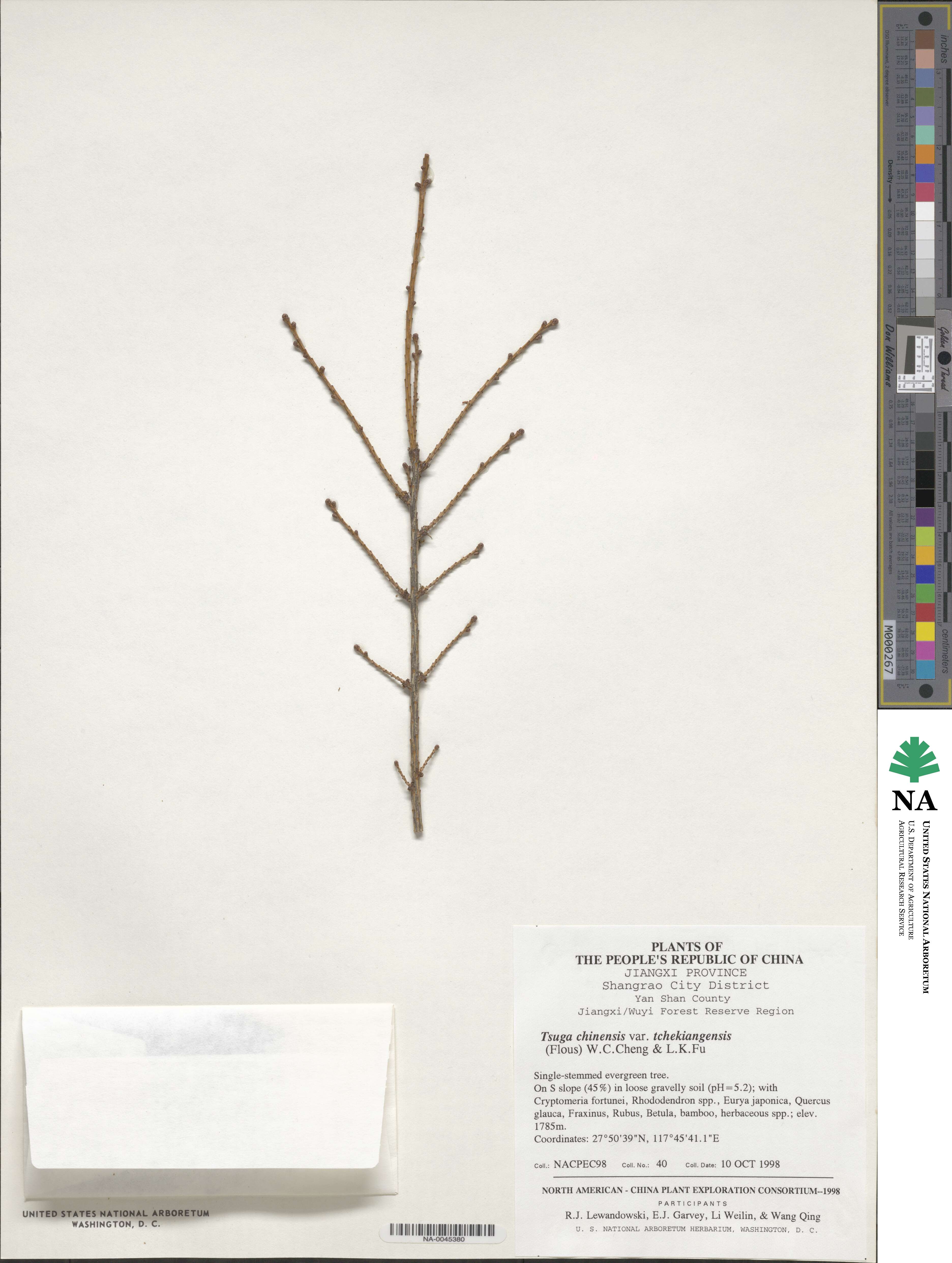 Tsuga chinensis var. chinensis image