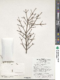 Tsuga chinensis var. chinensis image