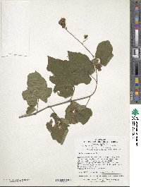 Rubus lambertianus image