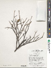 Tsuga chinensis image