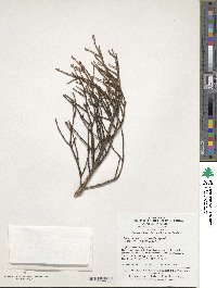 Tsuga chinensis var. chinensis image