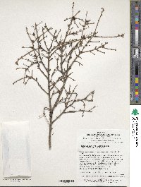 Tsuga chinensis image