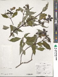 Hydrangea chinensis image