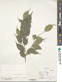 Ilex ficoidea image