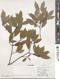 Litsea coreana var. sinensis image