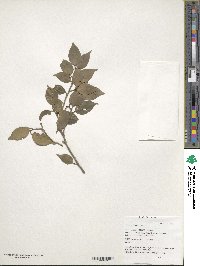 Ilex wilsonii image