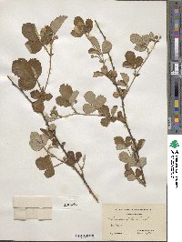 Rubus cuneifolius image