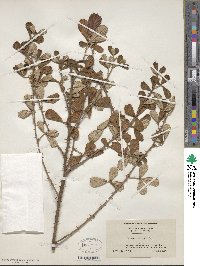 Rubus cuneifolius image