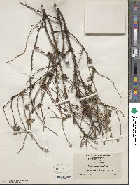 Rubus cuneifolius image