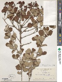 Rubus cuneifolius image