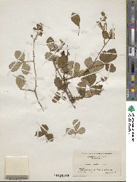 Rubus cuneifolius image