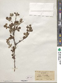 Rubus cuneifolius image