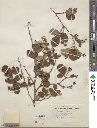 Rubus cuneifolius image