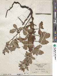 Rubus cuneifolius image