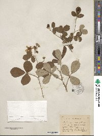 Rubus cuneifolius image