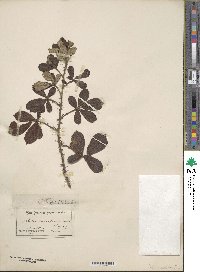 Rubus cuneifolius image