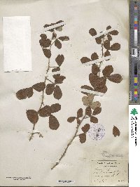 Rubus cuneifolius image