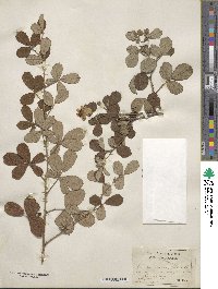 Rubus cuneifolius image