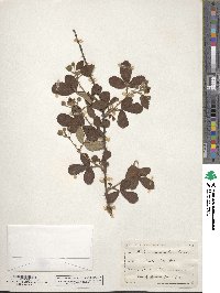 Rubus cuneifolius image