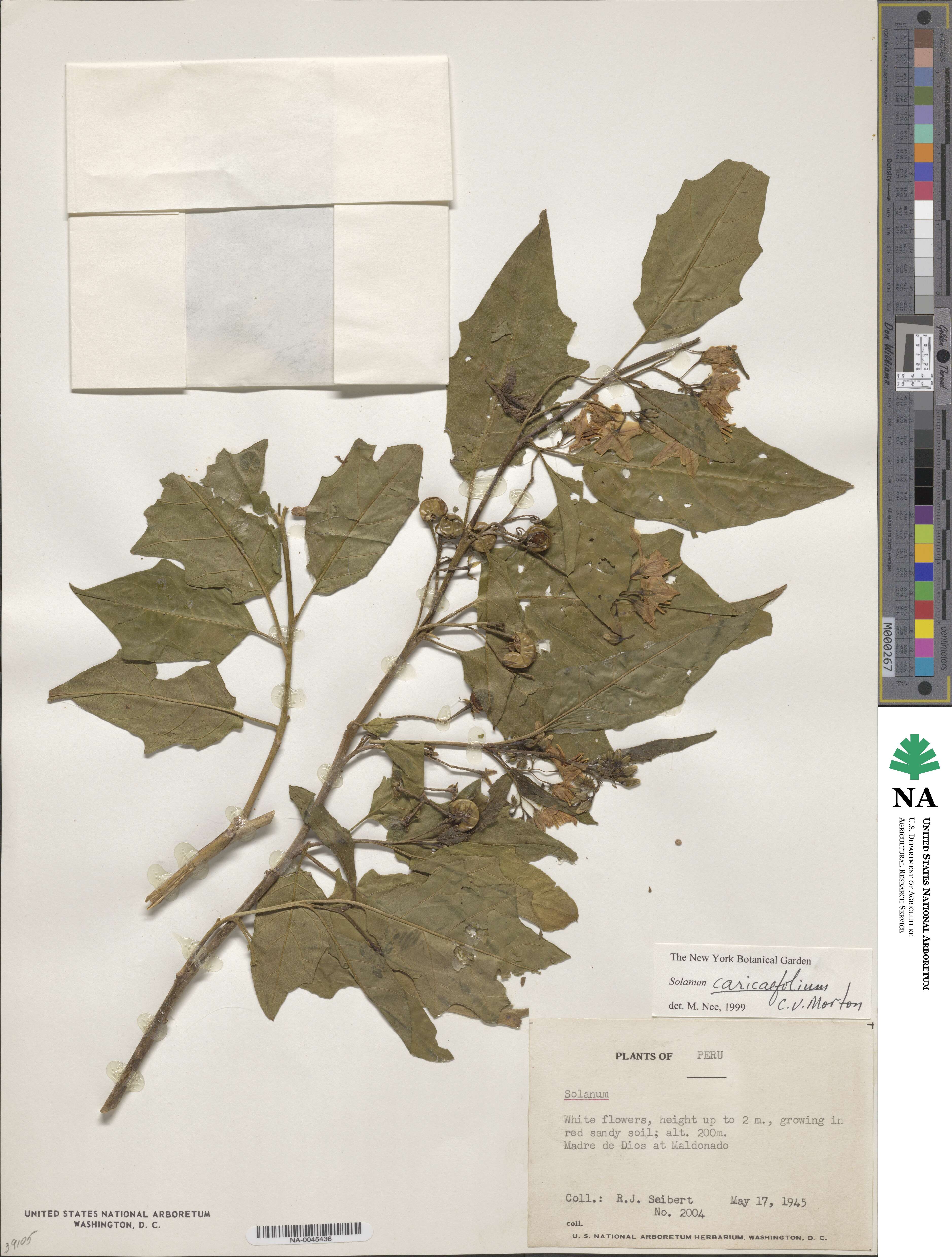Solanum caricaefolium image