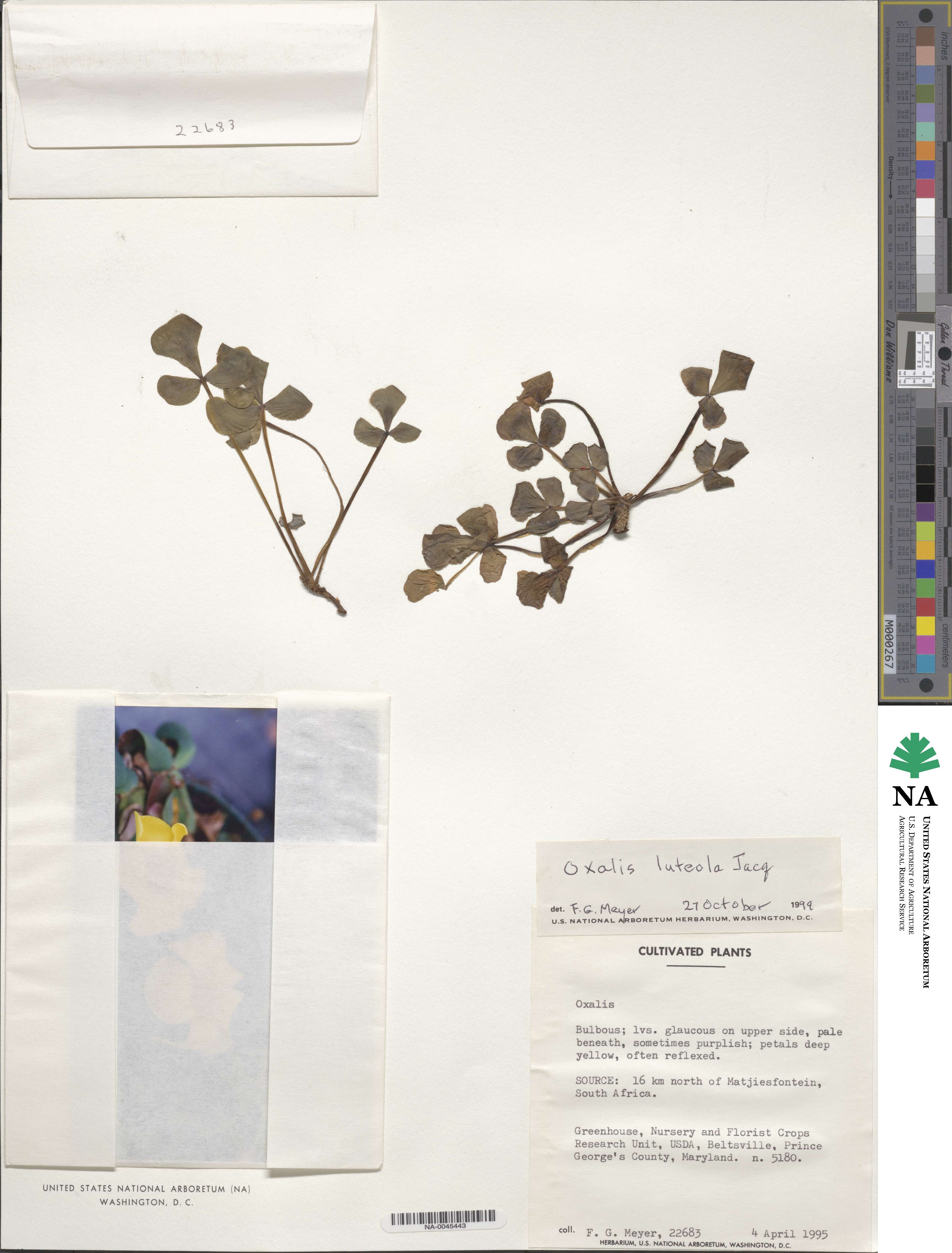 Oxalis luteola image