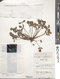 Oxalis luteola image