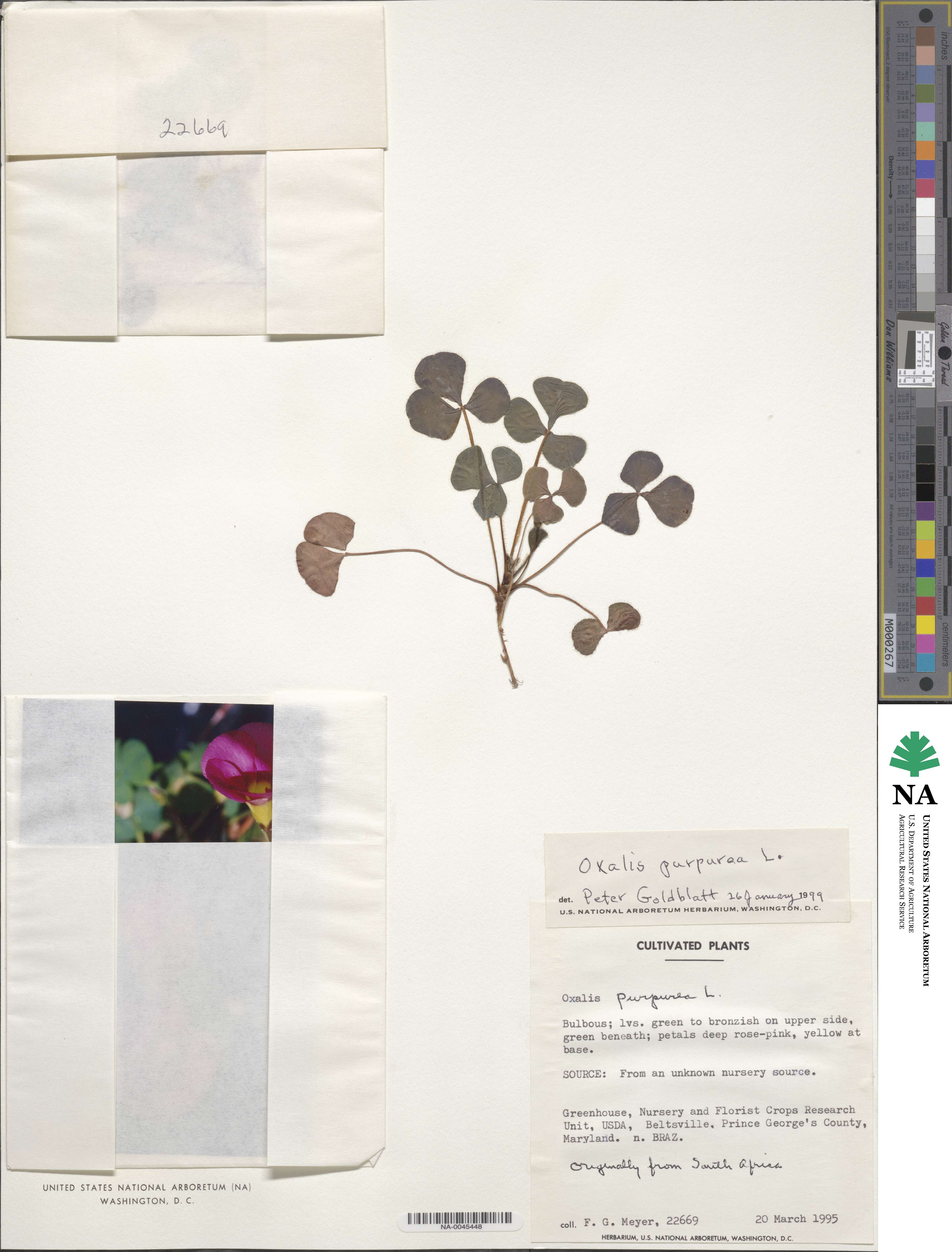 Oxalis purpurea image