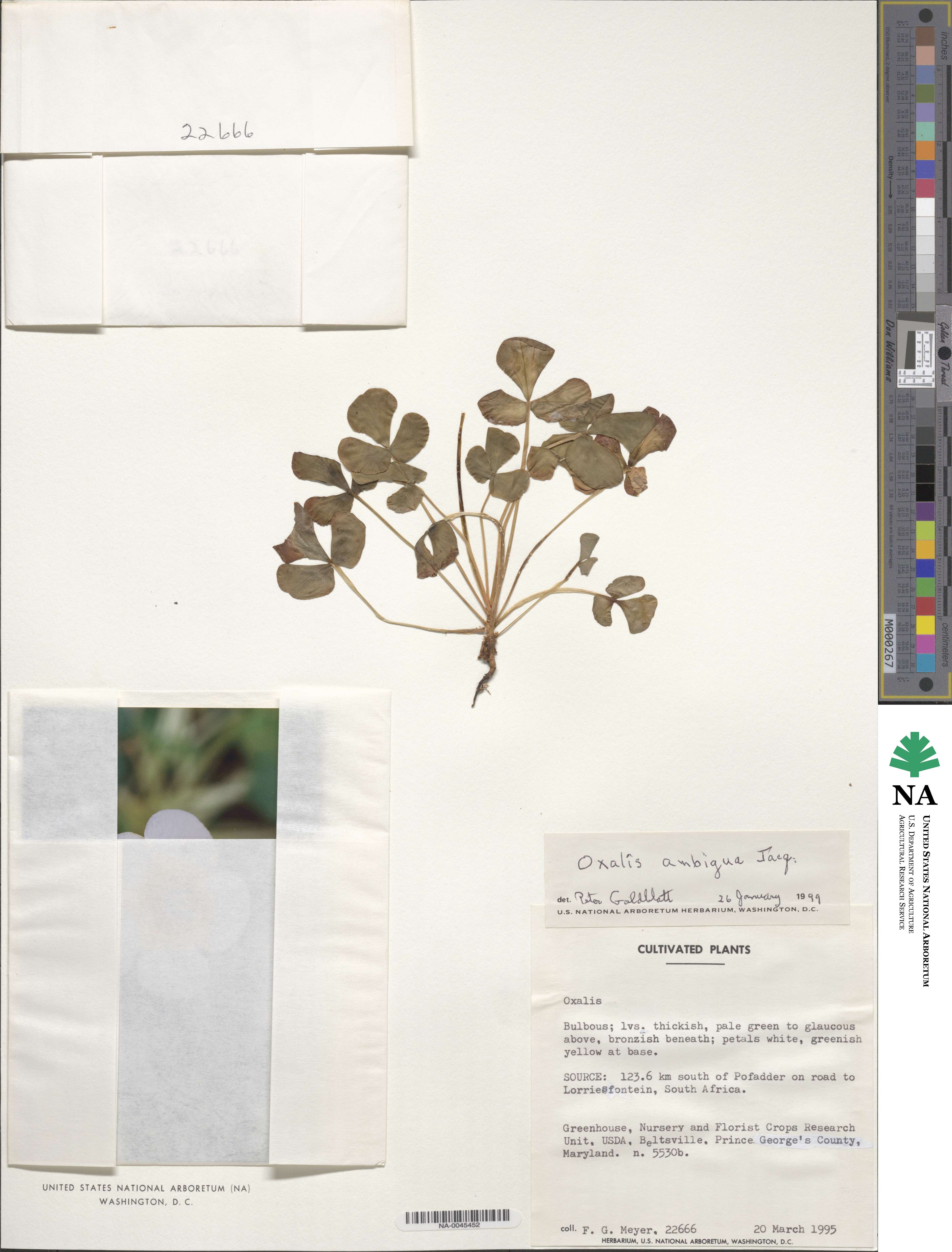 Oxalis ambigua image