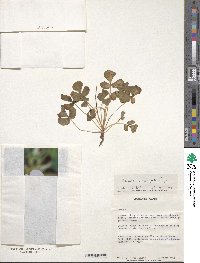 Image of Oxalis ambigua