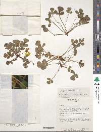 Oxalis luteola image