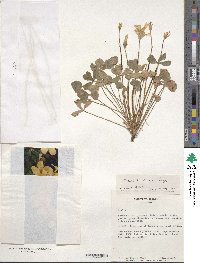 Oxalis obtusa image