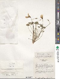 Oxalis obtusa image