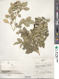 Image of Murraya paniculata